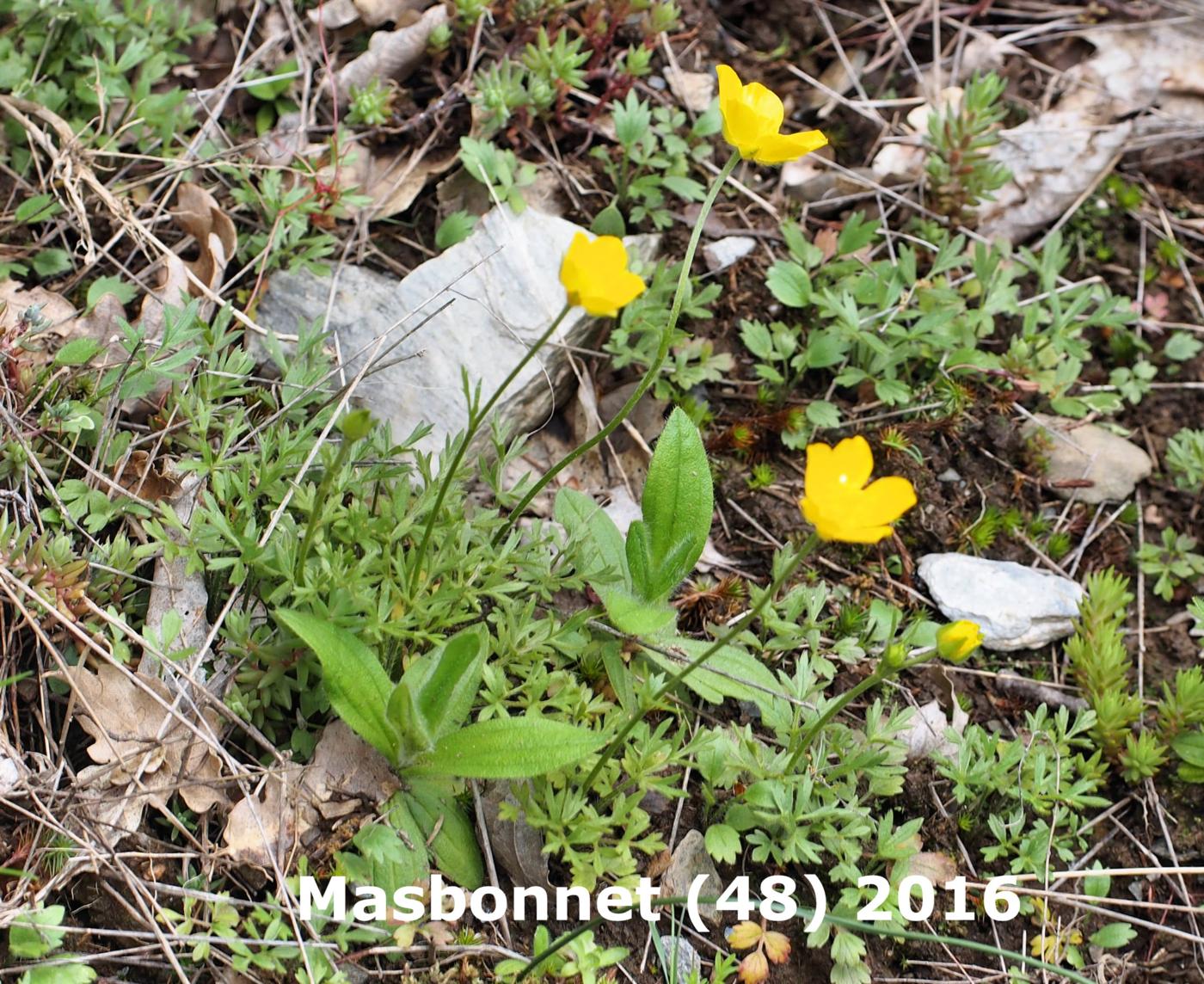 Buttercup, Jersey plant